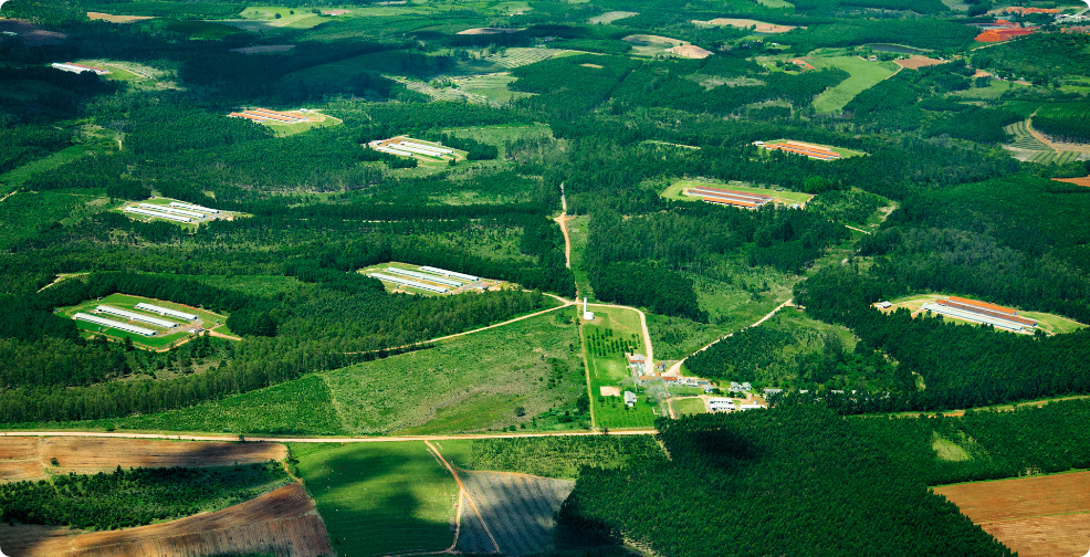 Foto horizontal, com vista aérea e distante da estrutura de granja de aves no interior de Montenegro, onde predomina a cor verde da vegetação.